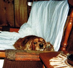 F041- Sandy (dog)